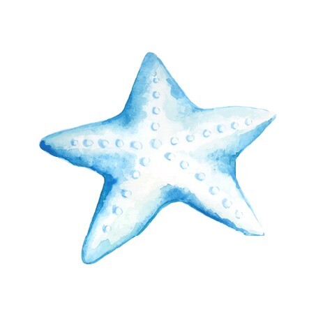 Seashell watercolor illustration 6